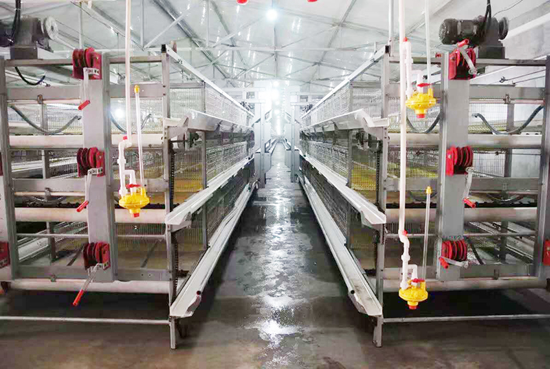 肉鸡行情，，及养殖肉鸡装备