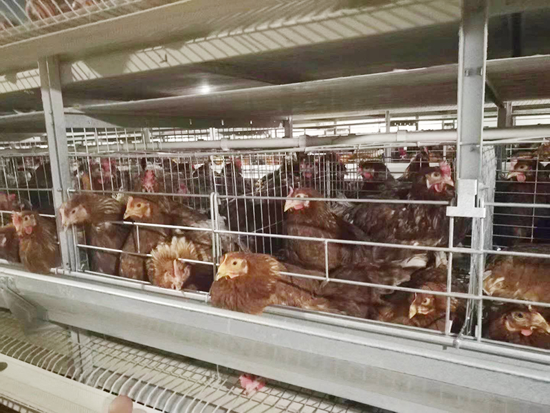 蛋鸡粪便处理有专门蛋鸡装备吗?