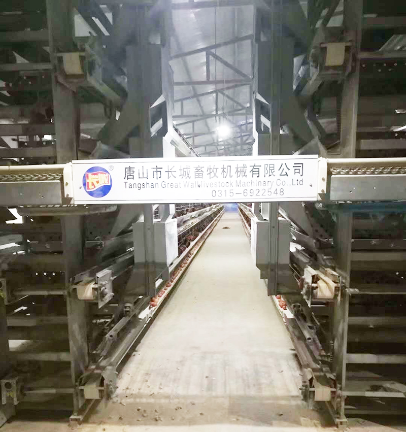 若是您想用自动化装备养蛋鸡，哪些蛋鸡装备是必不可少的？？？