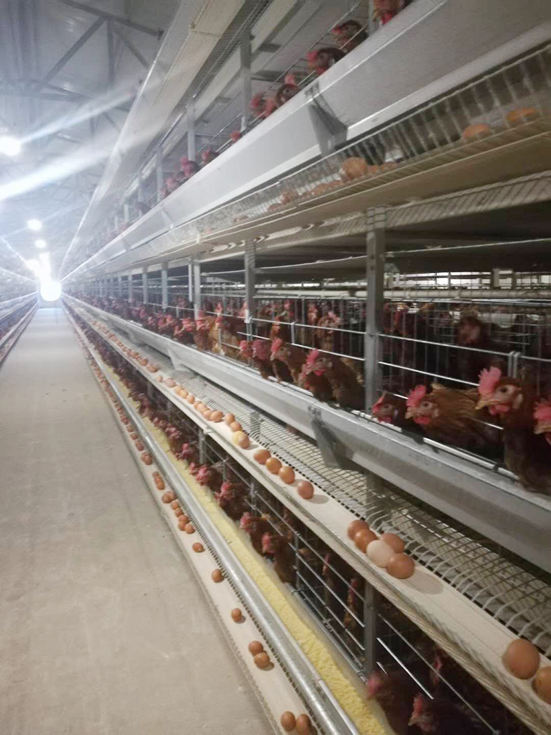 你知道蛋鸡装备的装置要领有哪些吗？