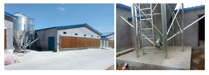 蛋鸡自动送料系统