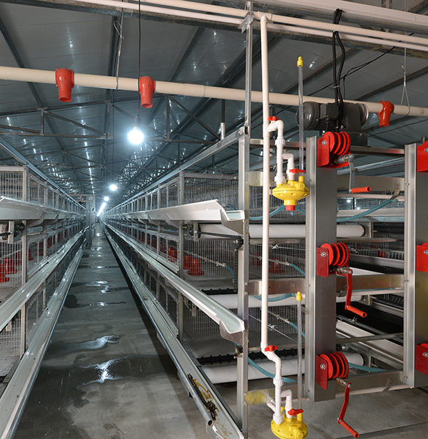 使用肉鸡装备时怎样对肉鸡笼子举行消毒？