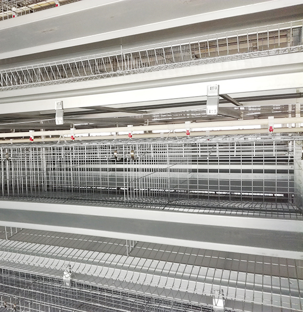 肉鸡装备供应商