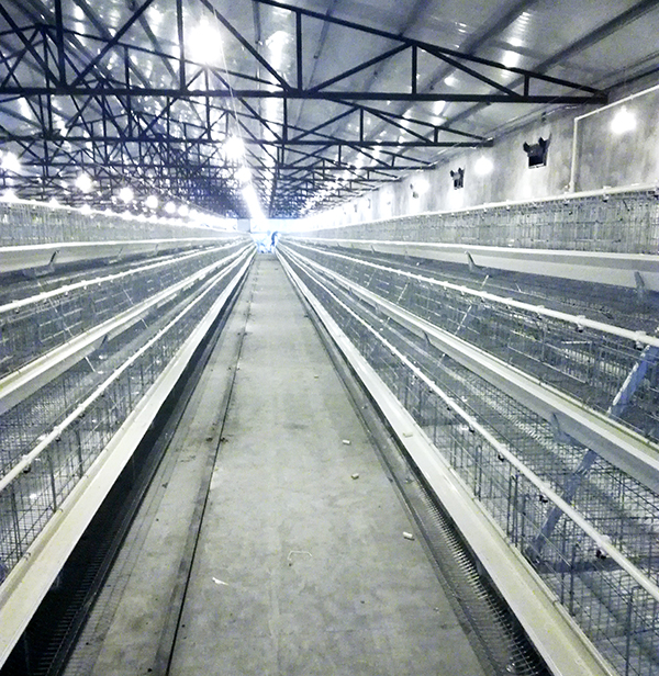 养鸡专业户的蛋鸡装备施工要注重什么事项呢？？